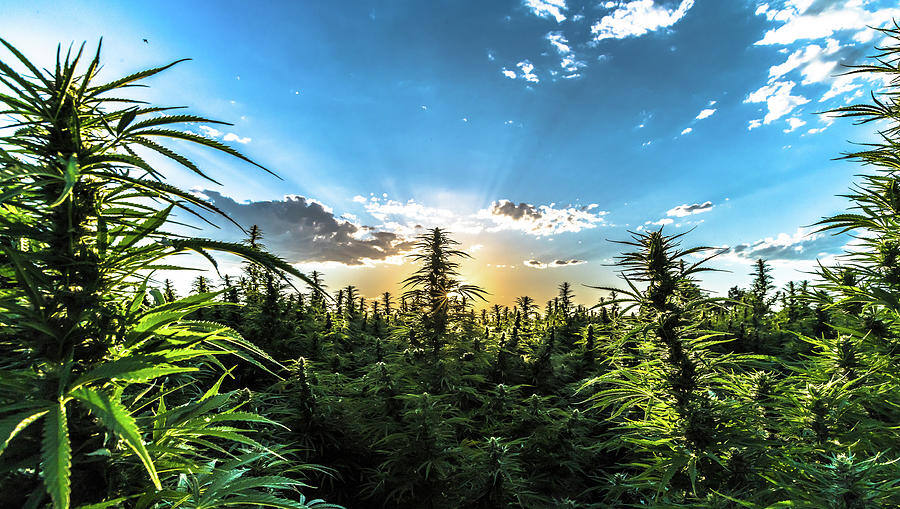Hemp Plants With Sky Background